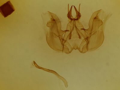 genitalia view of adult Hemiceras cadmia