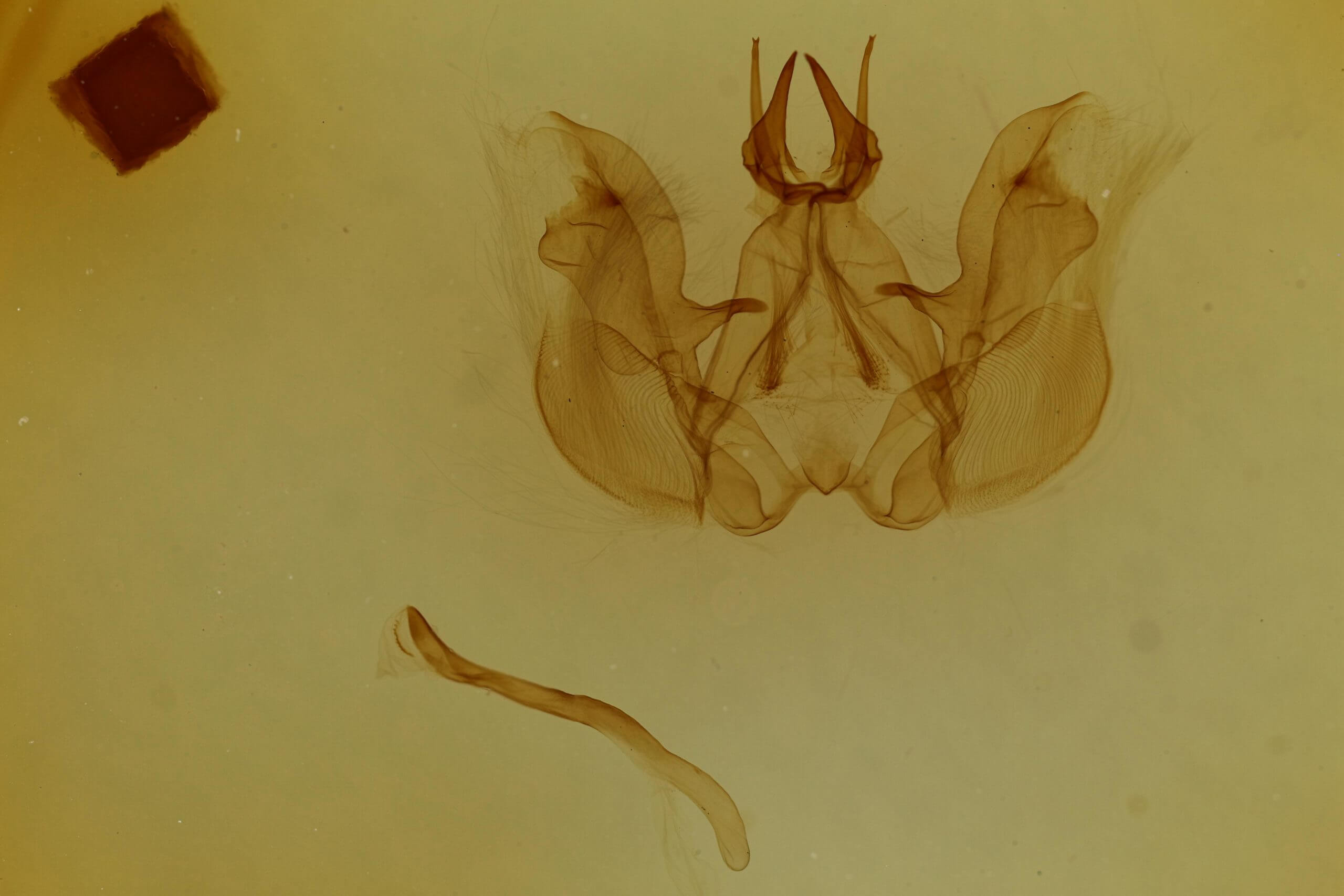 genitalia view of adult Hemiceras cadmia