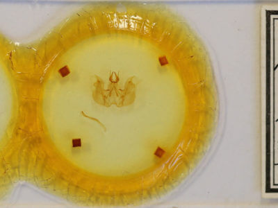 slide view of adult Hemiceras cadmia