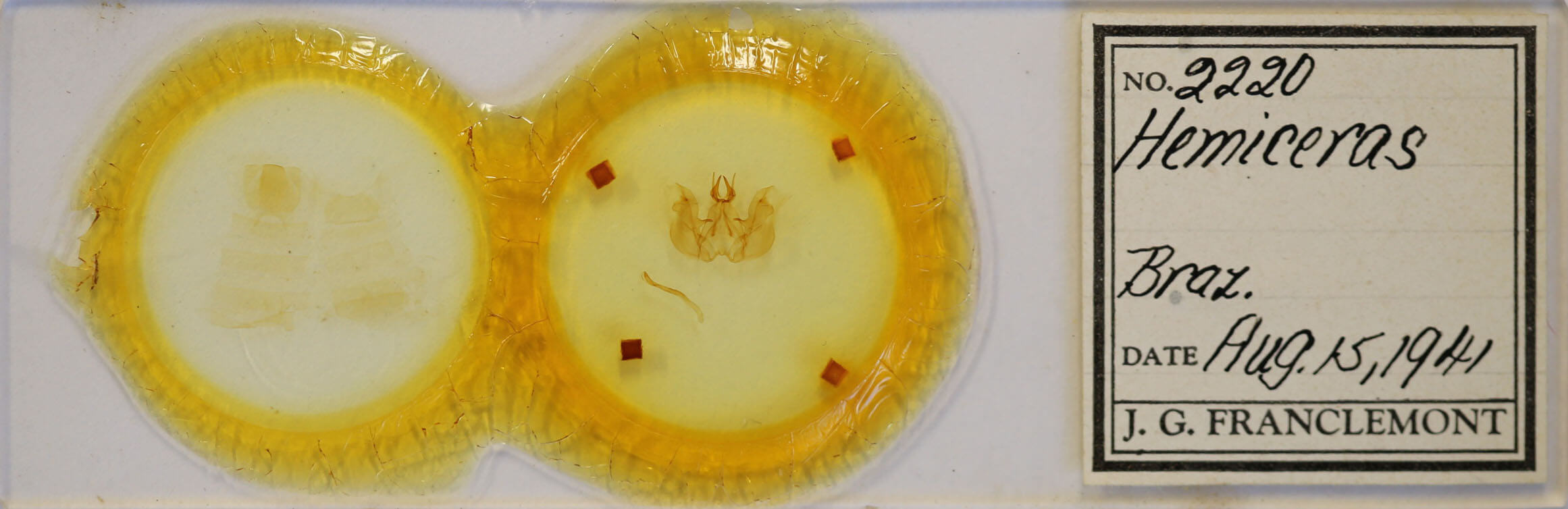 slide view of adult Hemiceras cadmia