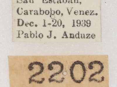 label view of adult Hemiceras cadmia