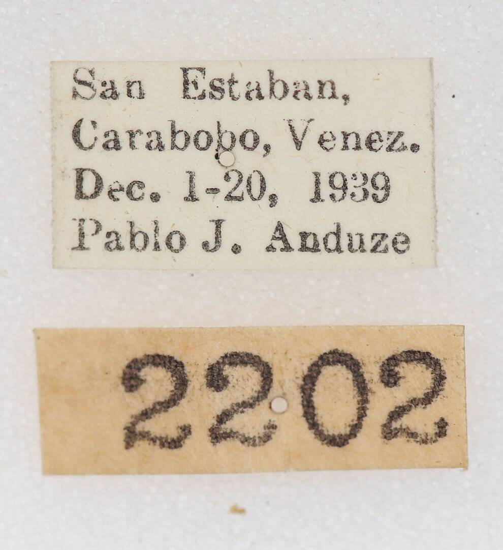 label view of adult Hemiceras cadmia