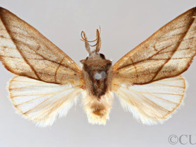 dorsal view of adult Hemiceras cadmia