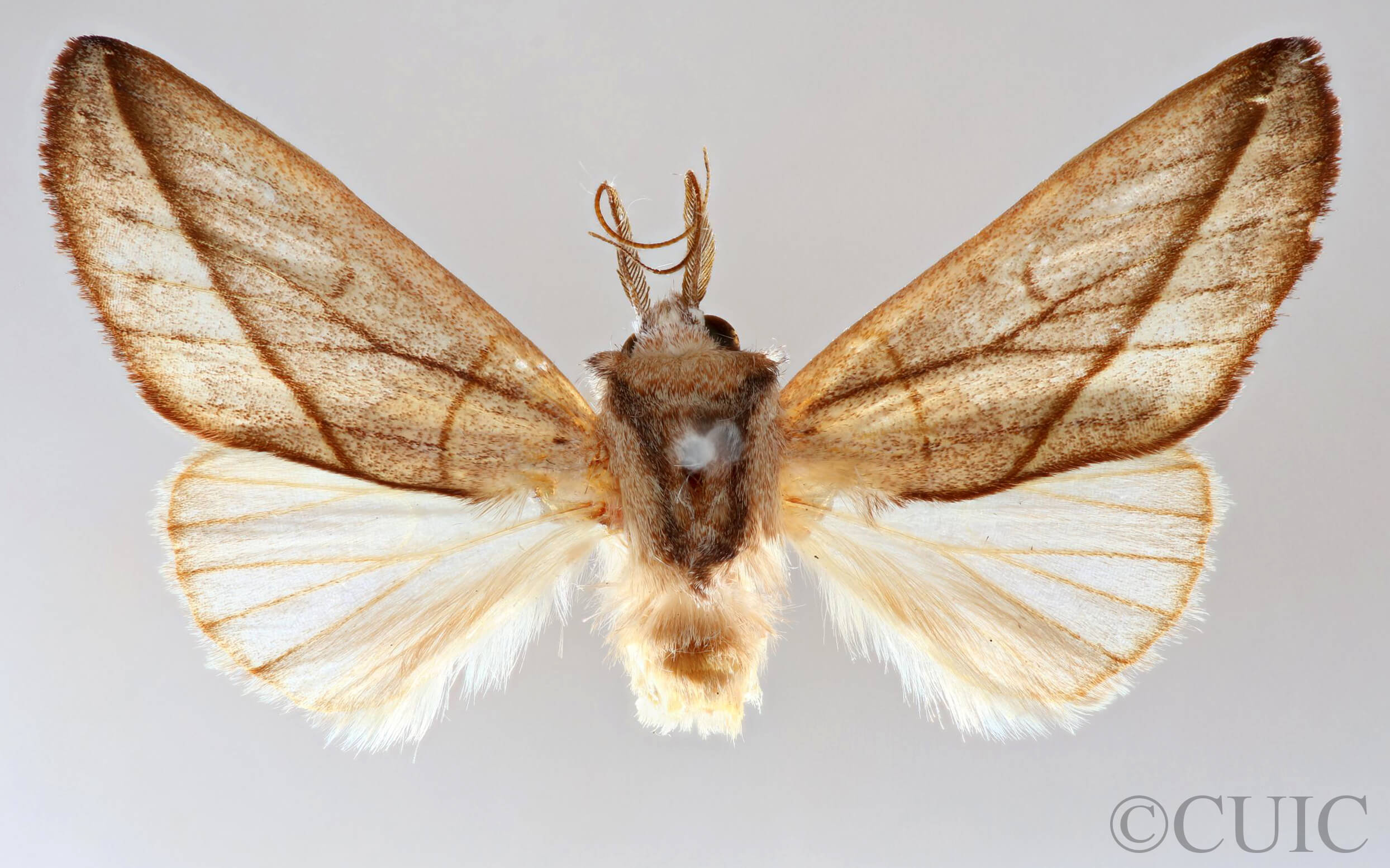 dorsal view of adult Hemiceras cadmia