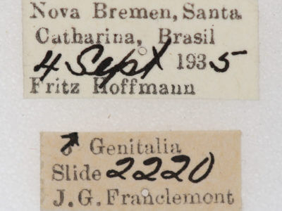 label view of adult Hemiceras cadmia