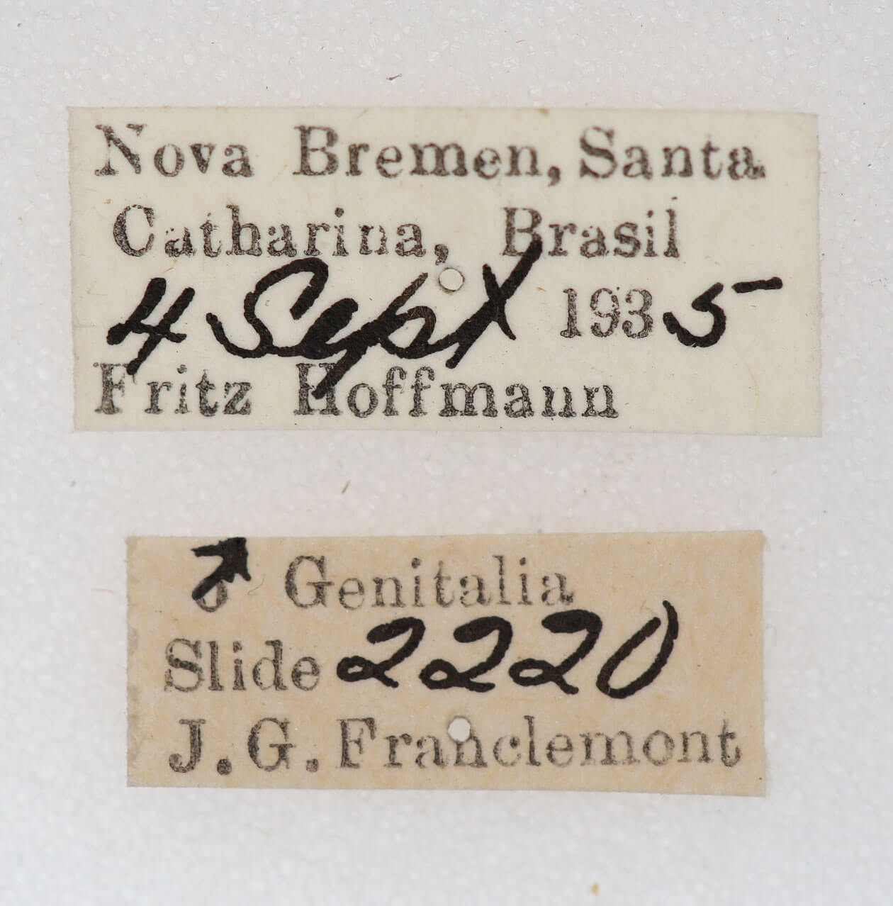 label view of adult Hemiceras cadmia