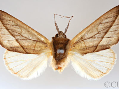 dorsal view of adult Hemiceras cadmia