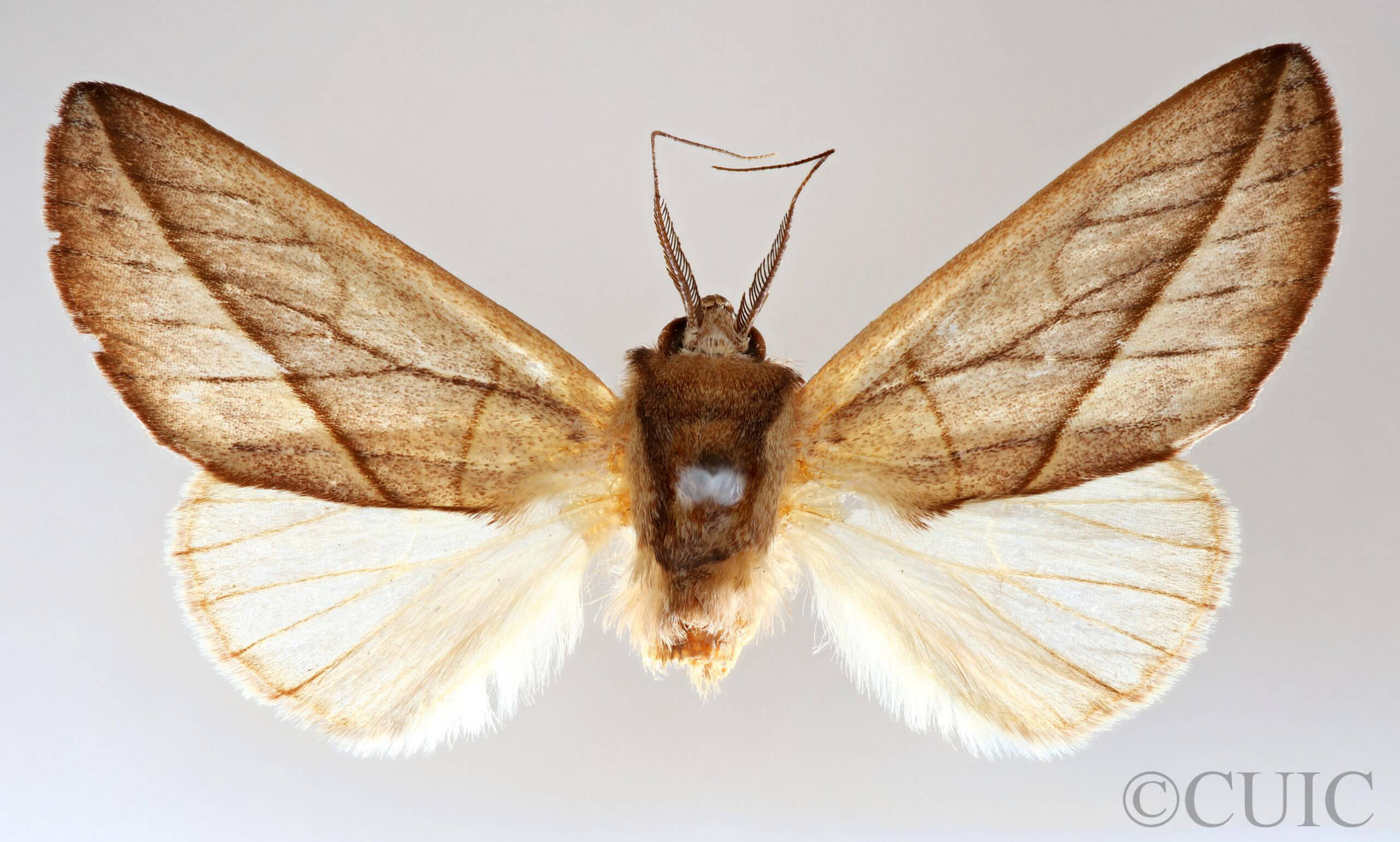 dorsal view of adult Hemiceras cadmia