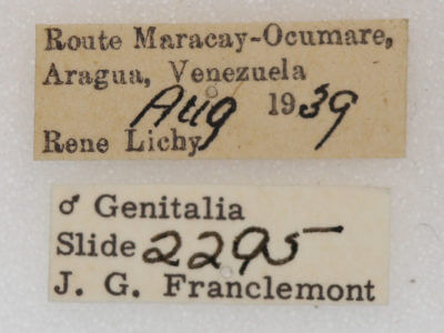 label view of adult Heterocampa