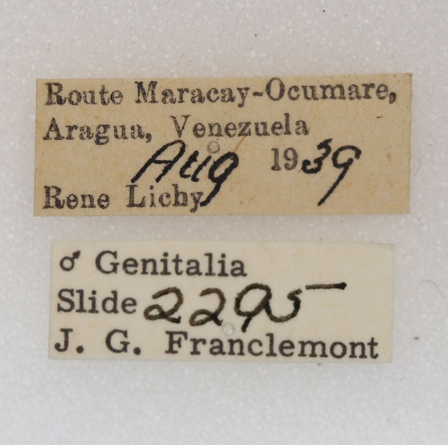 label view of adult Heterocampa