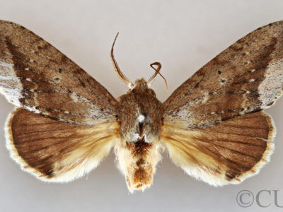 dorsal view of adult Heterocampa