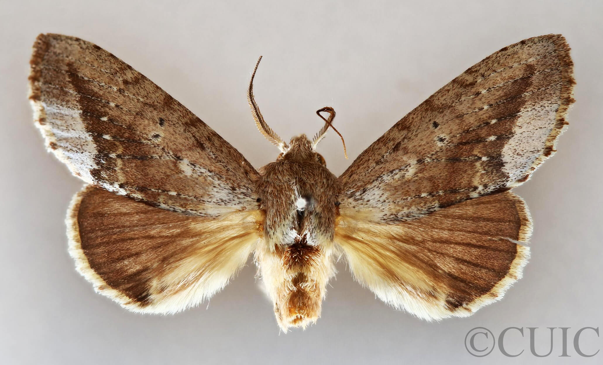 dorsal view of adult Heterocampa