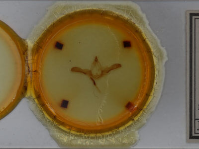 slide view of adult Heterocampa