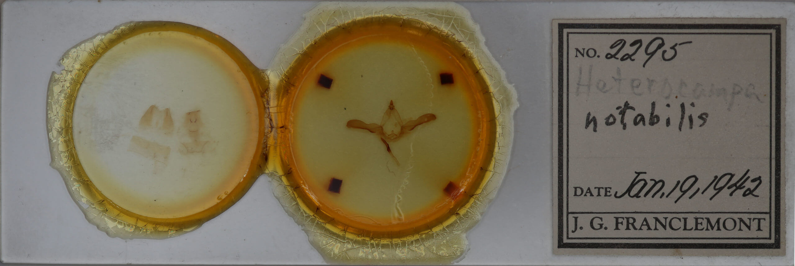 slide view of adult Heterocampa