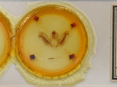 slide view of adult Heterocampa