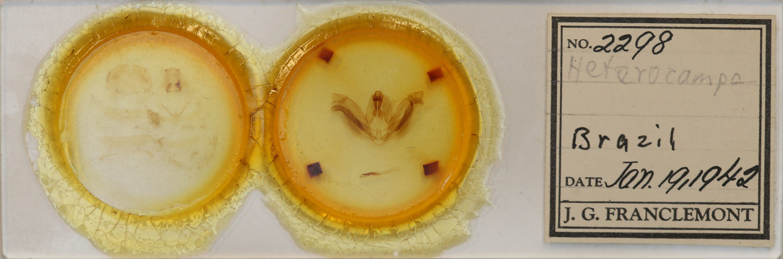 slide view of adult Heterocampa