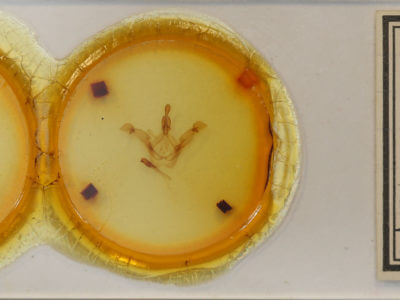 slide view of adult Disphragis herbida