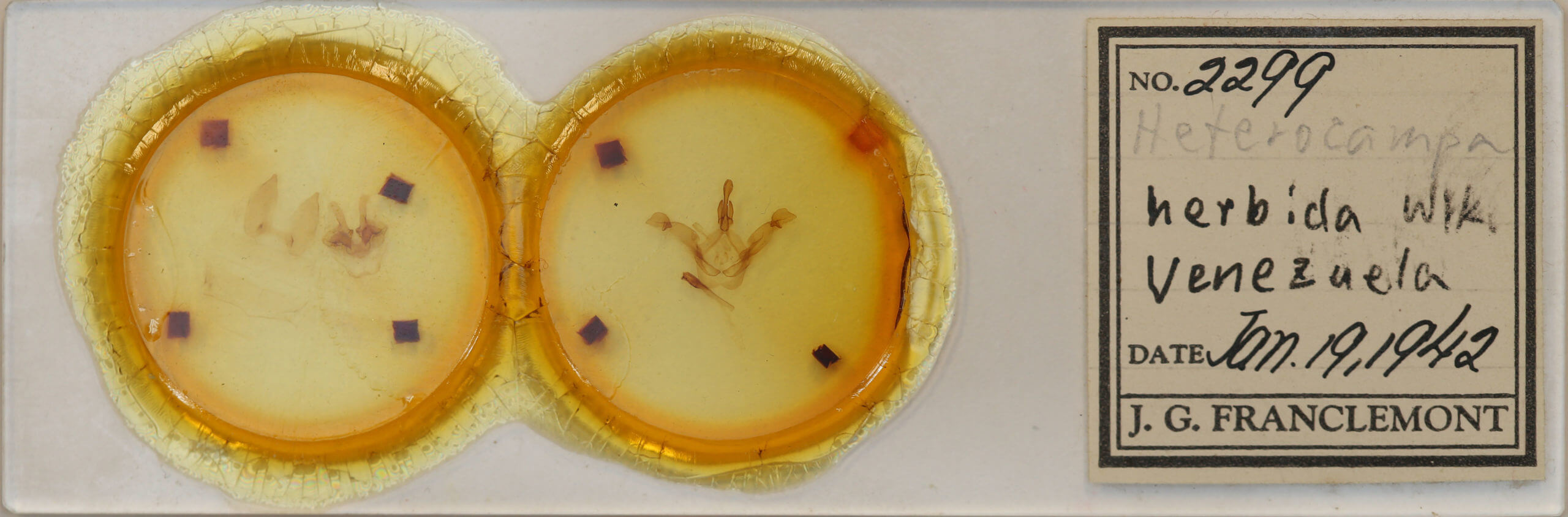 slide view of adult Disphragis herbida