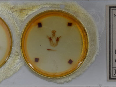 slide view of adult Cecrita lunata