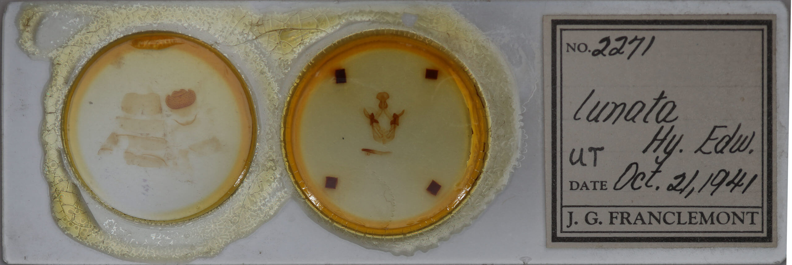 slide view of adult Cecrita lunata