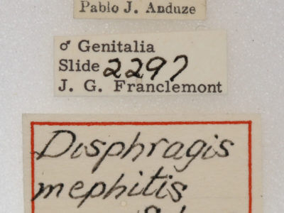 label view of adult Disphragis mephitis
