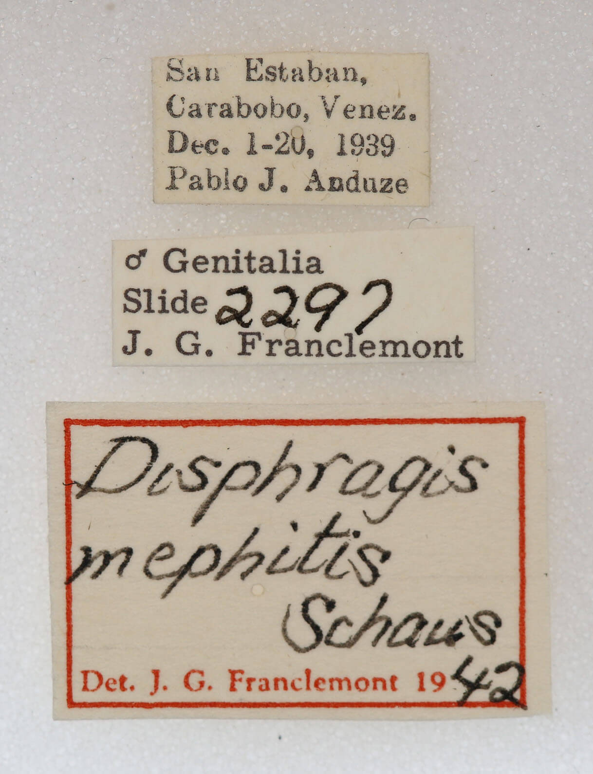 label view of adult Disphragis mephitis