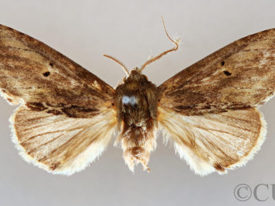 genitalia view of adult Disphragis mephitis