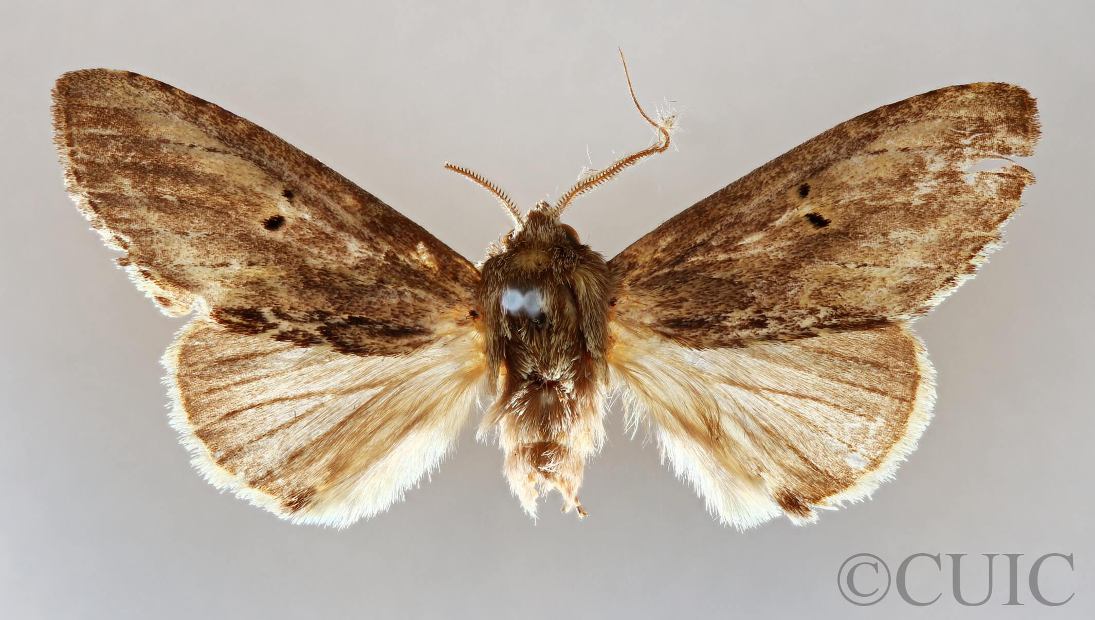 genitalia view of adult Disphragis mephitis