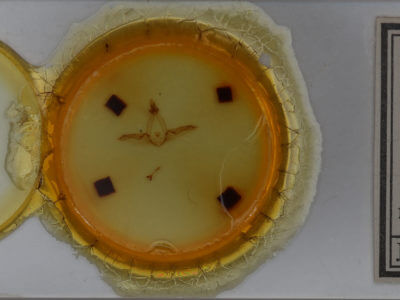 slide view of adult Disphragis mephitis