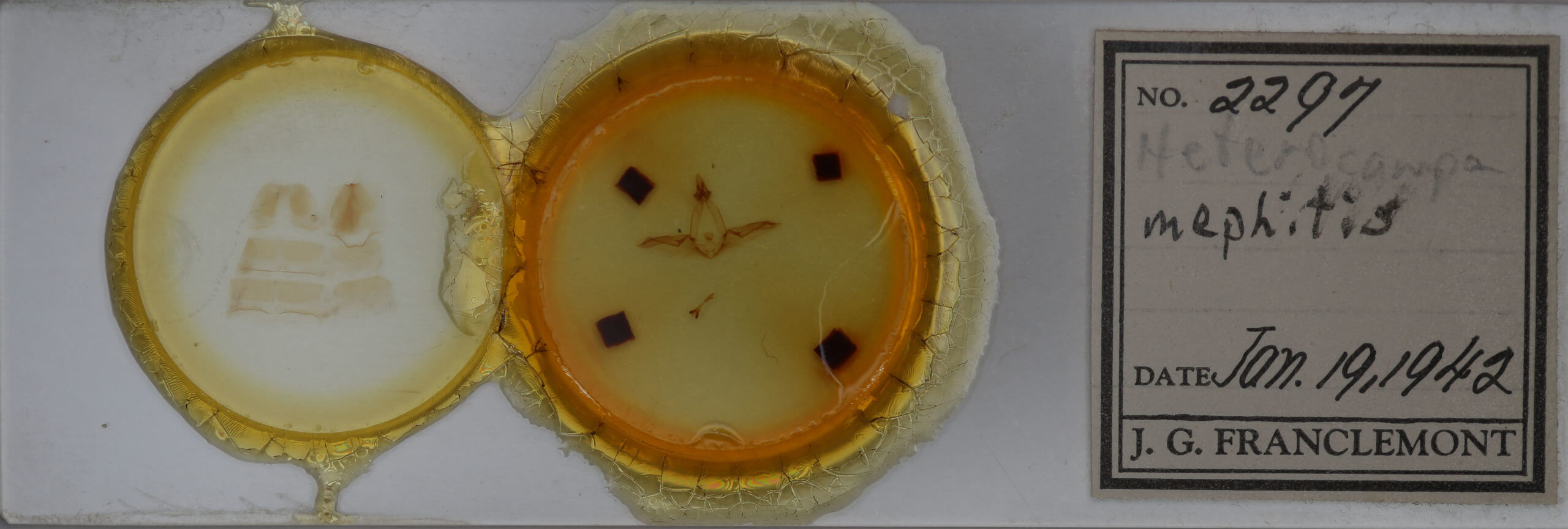 slide view of adult Disphragis mephitis