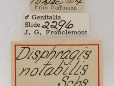 label view of adult Disphragis notabilis