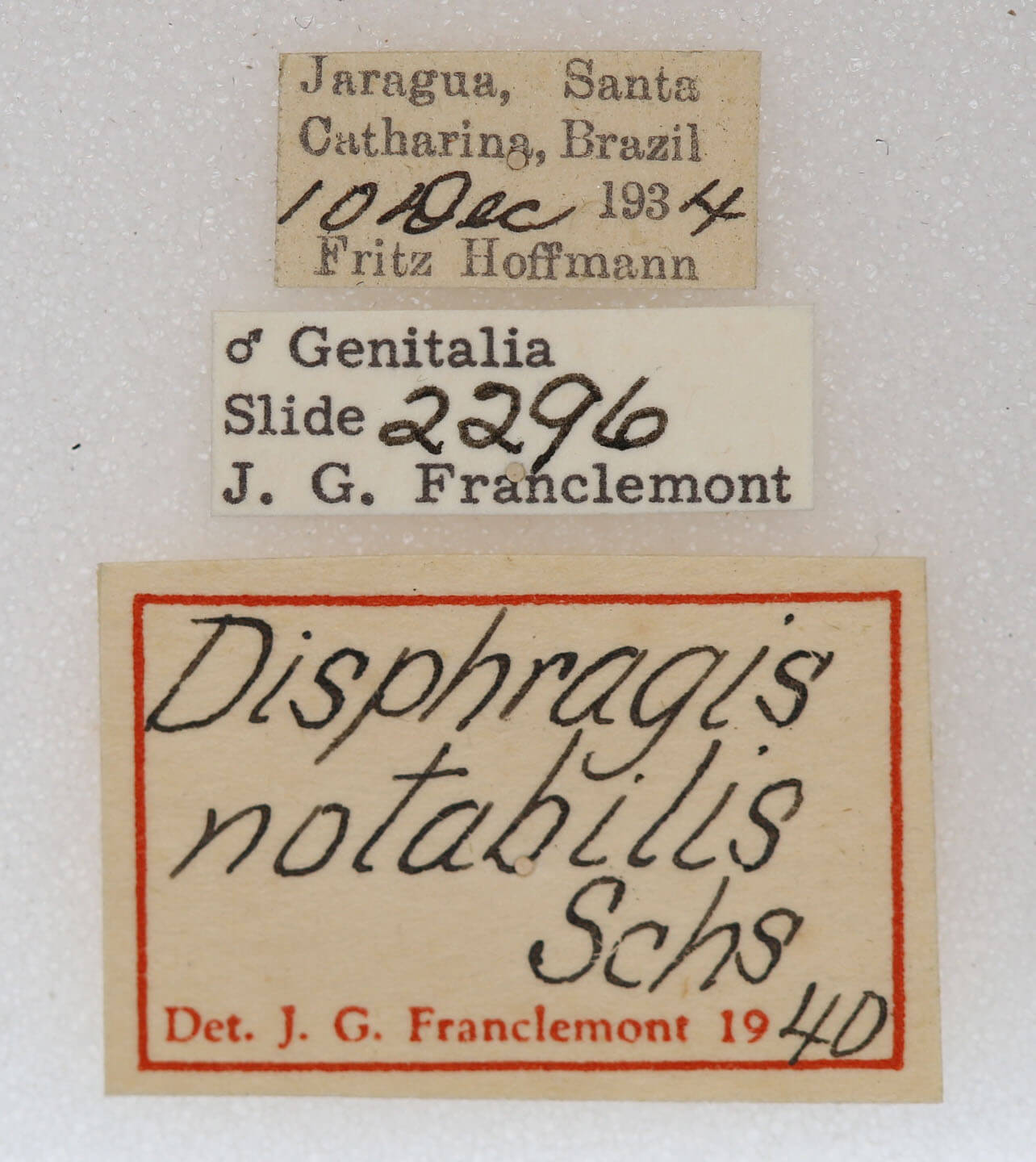 label view of adult Disphragis notabilis