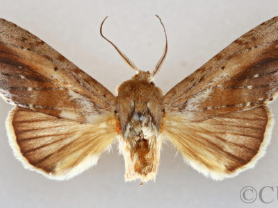 dorsal view of adult Disphragis notabilis