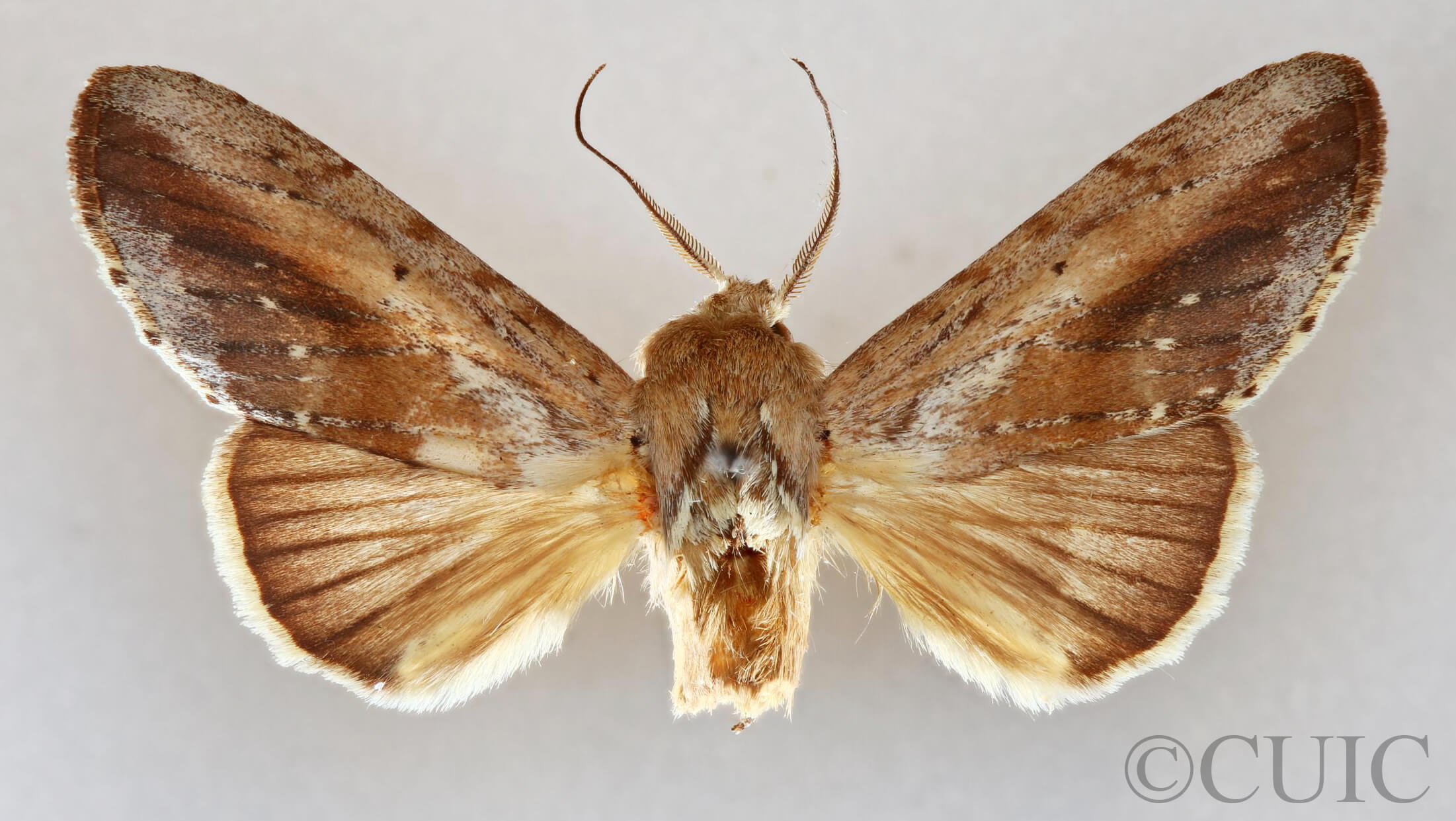 dorsal view of adult Disphragis notabilis