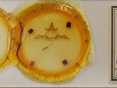 slide view of adult Disphragis notabilis