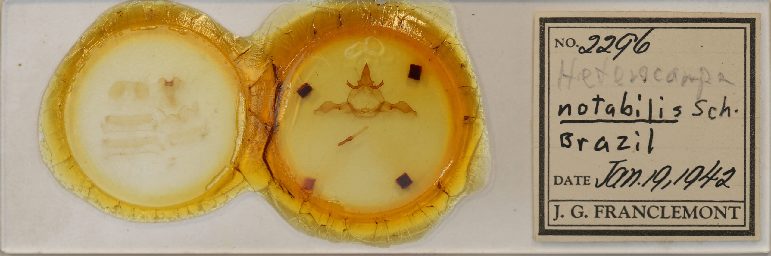 slide view of adult Disphragis notabilis