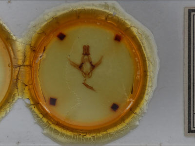 slide view of adult Disphragis subalbida