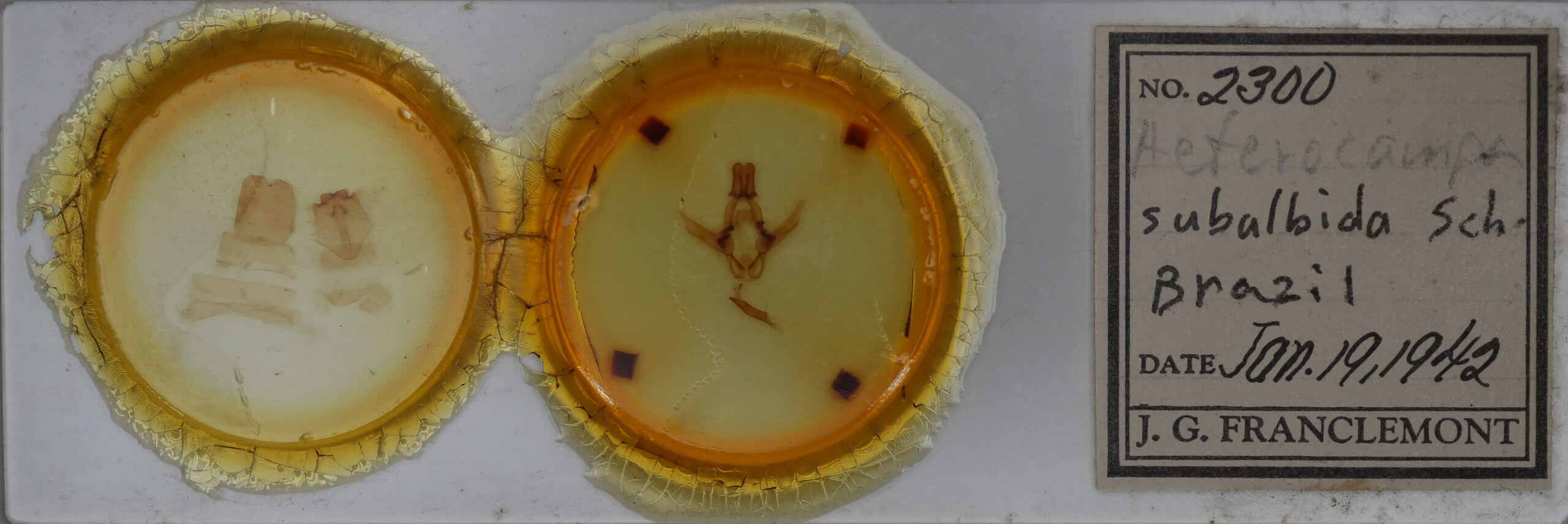 slide view of adult Disphragis subalbida