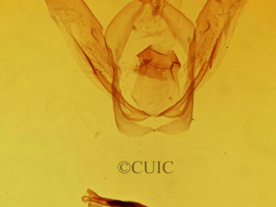 genitalia view of adult Rifargia subrotata