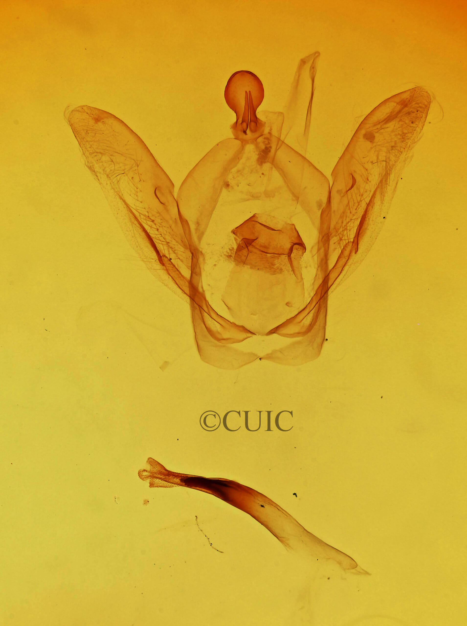 genitalia view of adult Rifargia subrotata