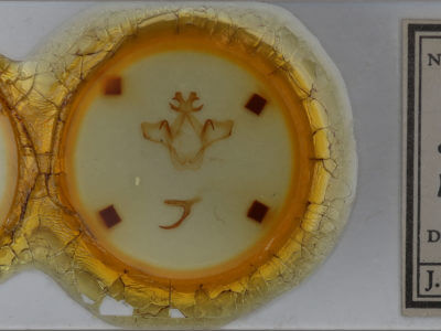 slide view of adult Heterocampa umbrata