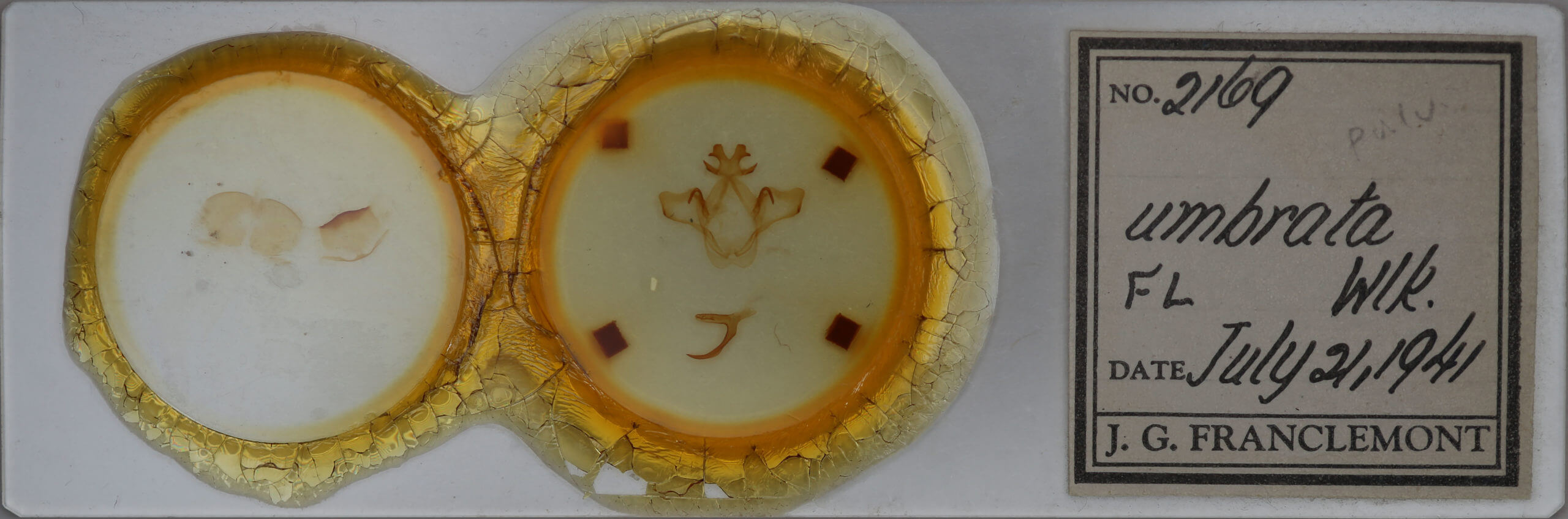 slide view of adult Heterocampa umbrata