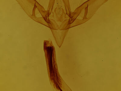 genitalia view of adult Sympistis badistriga