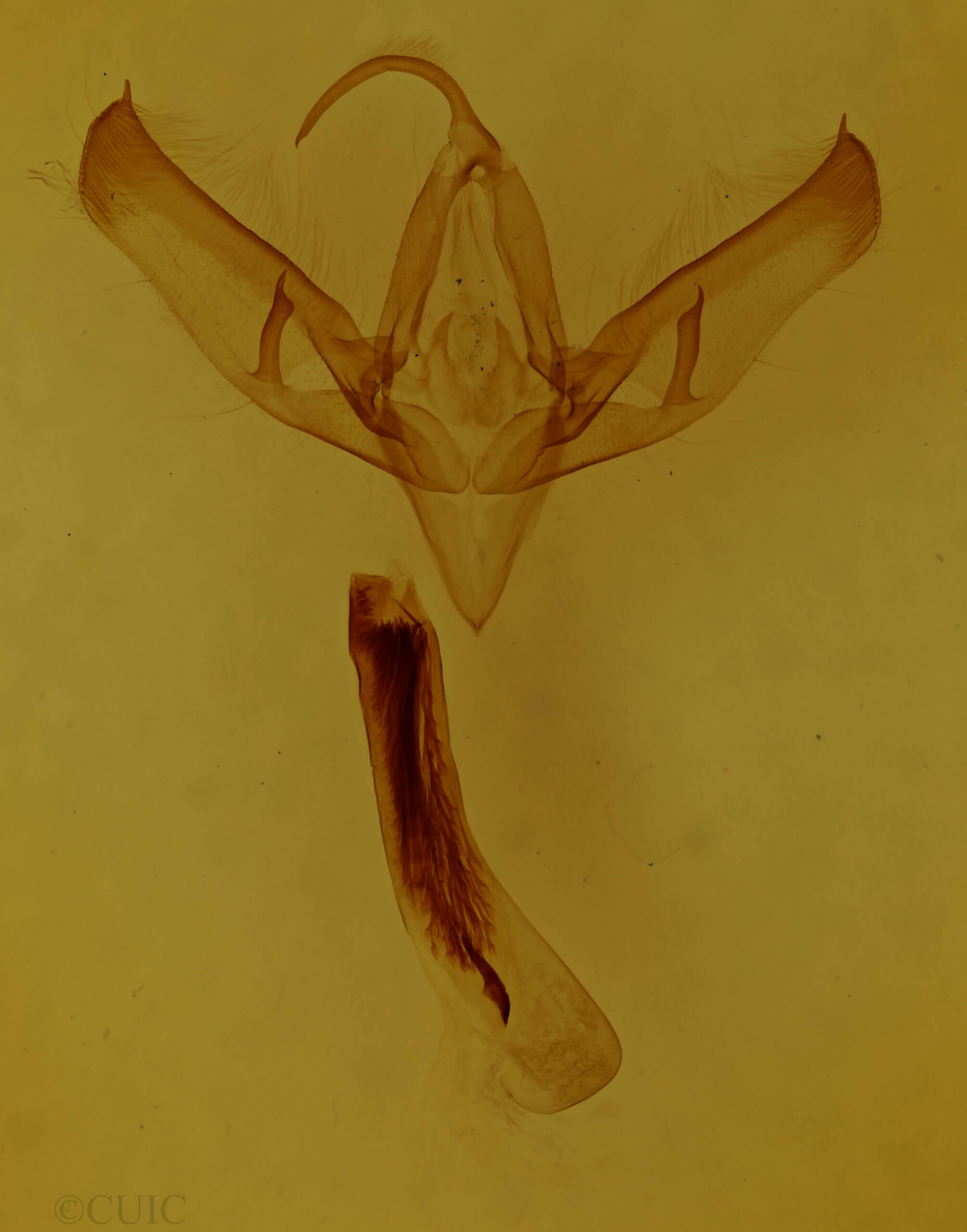 genitalia view of adult Sympistis badistriga