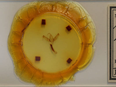 slide view of adult Sympistis badistriga