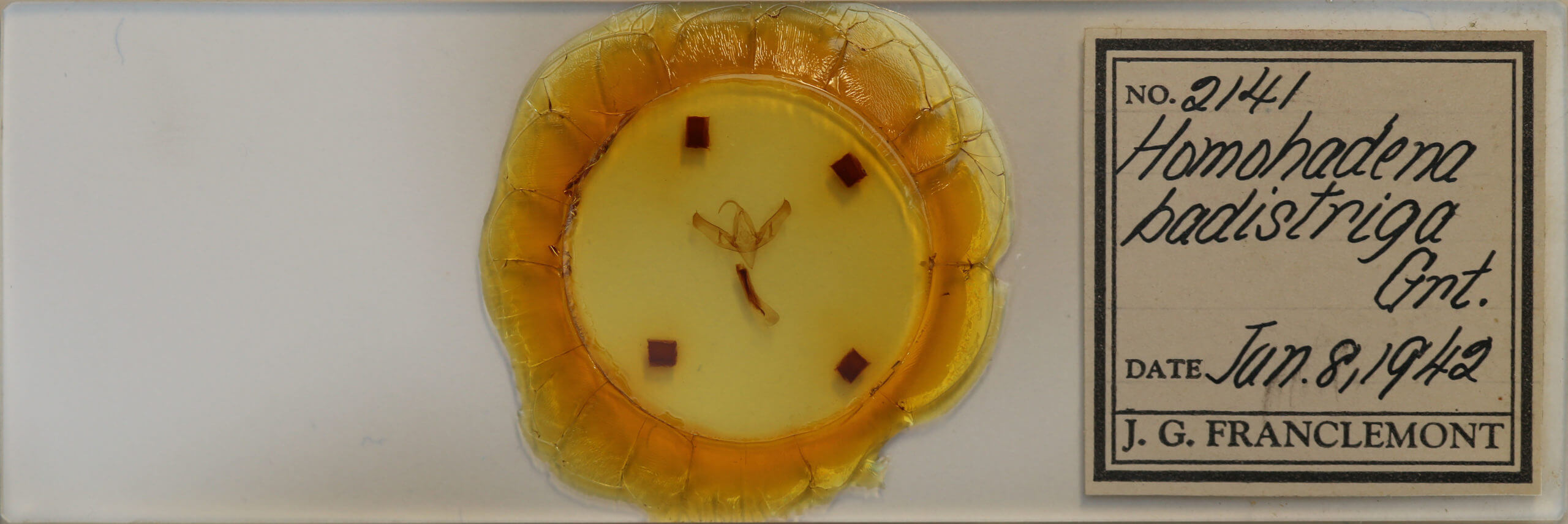 slide view of adult Sympistis badistriga