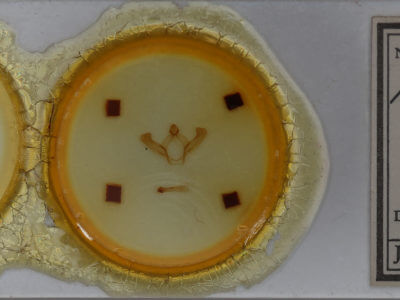 slide view of adult Hyparpax aurora