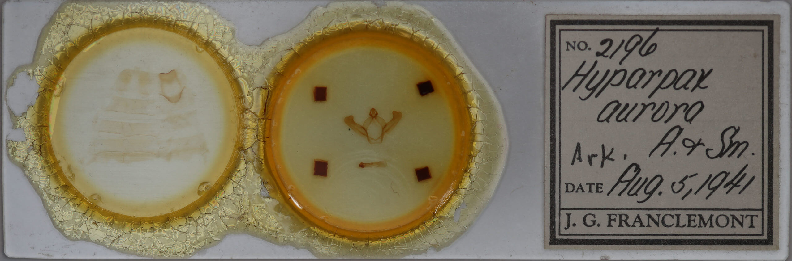 slide view of adult Hyparpax aurora