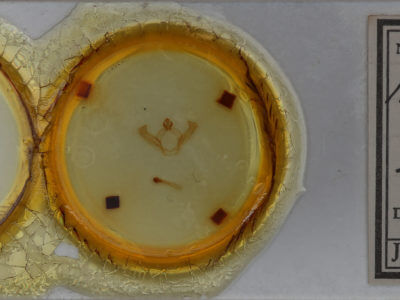 slide view of adult Hyparpax aurostriata