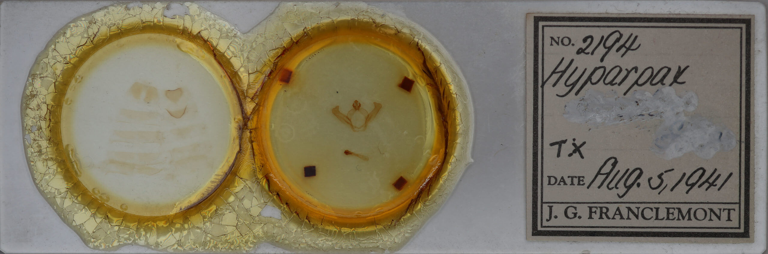 slide view of adult Hyparpax aurostriata